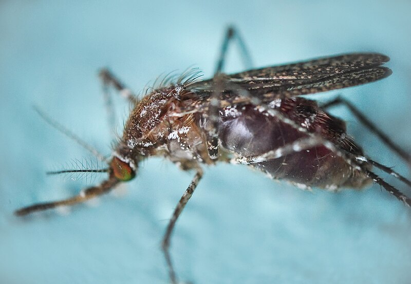 File:Mosquito-Macro.jpg