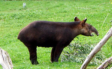 Mountain Tapir.jpg