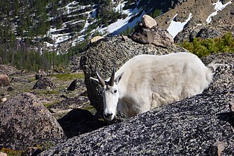 A local Mountain Goat at Cathedral Park Mountain goat at cathedral park.JPG