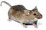 Mouse white background.jpg