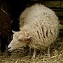 Hình thu nhỏ cho Cừu Ouessant