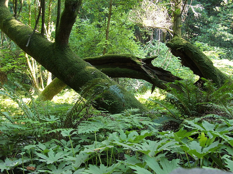 File:Muir Woods National Monument 03.jpg