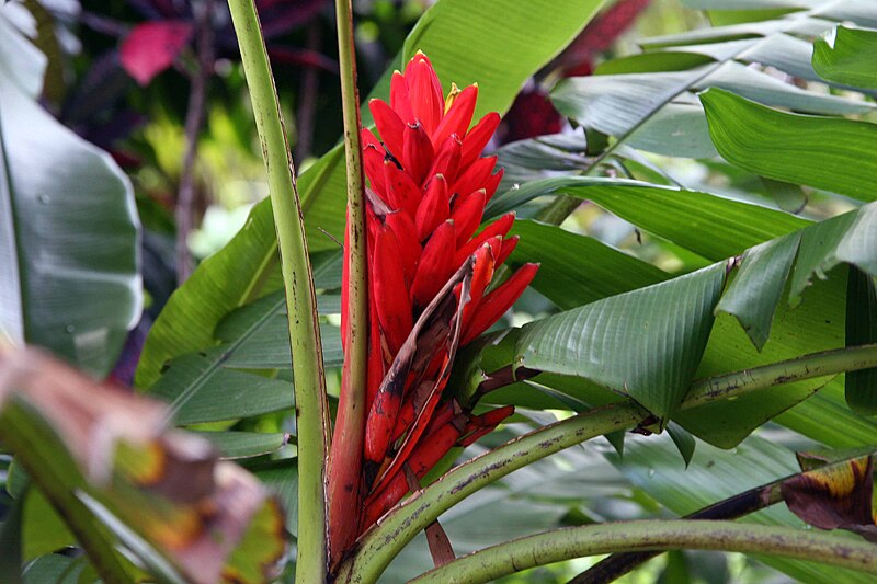 File:Musa coccinea 11zz.jpg