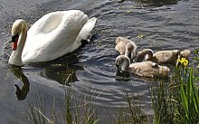 Mute.swan.cygnets.750pix.jpg