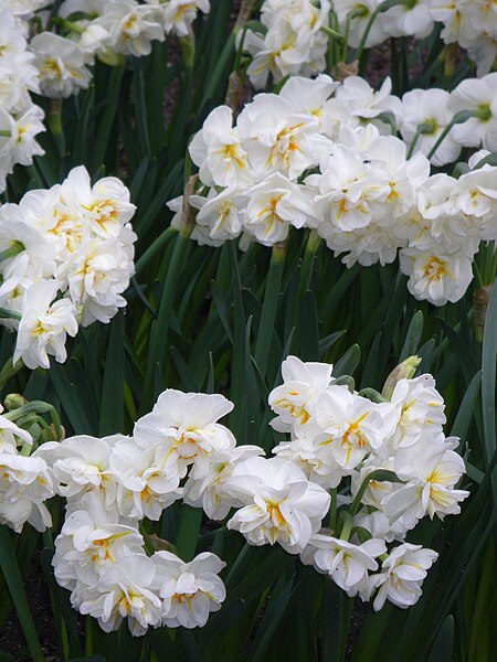 File:Narcissus (Sir Winston Churchill cultivar), Real Jardín Botánico, Madrid.jpg