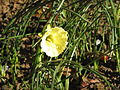 Narcissus romieuxii 'Julia Jane' close-up