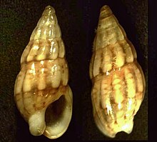 Nassarius capensis 001.jpg