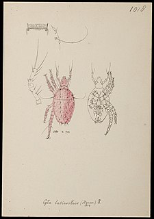 <i>Cyta latirostris</i> Species of mites