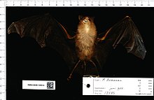 Центр биоразнообразия Naturalis - RMNH.MAM.12583.b ven - Hipposideros Papua - skin.jpeg