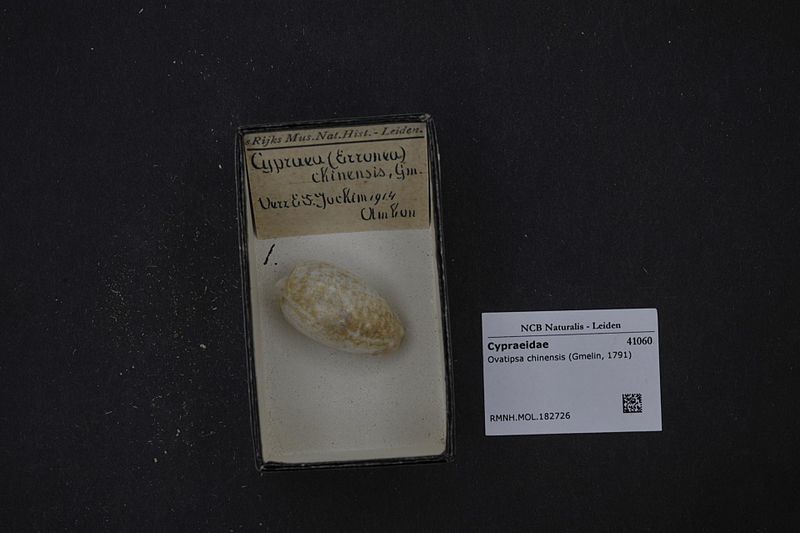 File:Naturalis Biodiversity Center - RMNH.MOL.182726 - Ovatipsa chinensis (Gmelin, 1791) - Cypraeidae - Mollusc shell.jpeg
