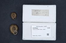 Центр биоразнообразия Naturalis - RMNH.MOL.274674 1 - Corilla humberti (Brot, 1864) - Corillidae - Mollusc shell.jpeg