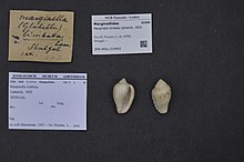 Naturalis bioxilma-xillik markazi - ZMA.MOLL.214943 - Marginella limbata Lamarck, 1822 - Marginellidae - Mollusc shell.jpeg