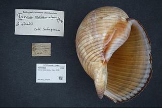 <i>Tonna melanostoma</i> Species of gastropod