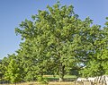 * Nomination Natural monument "English oaks" in Irmelshausen --Plozessor 04:55, 16 February 2024 (UTC) * Promotion  Support Good quality. --Nikride 08:21, 16 February 2024 (UTC)