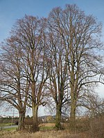 4 linden trees