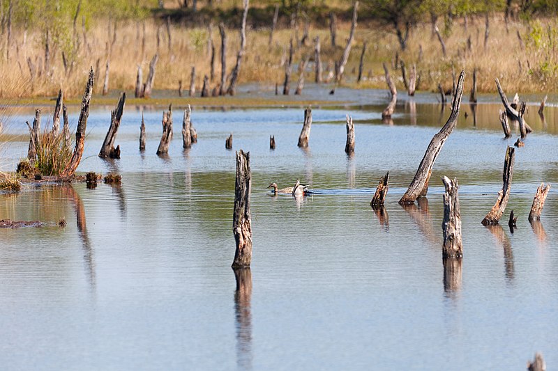 File:Nature reserve Wittmoor, Hamburg 34.jpg