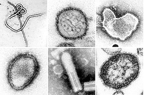 Negative-Strand Rna Virus