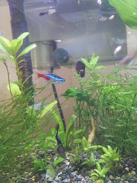 File:Neon tetra.jpeg