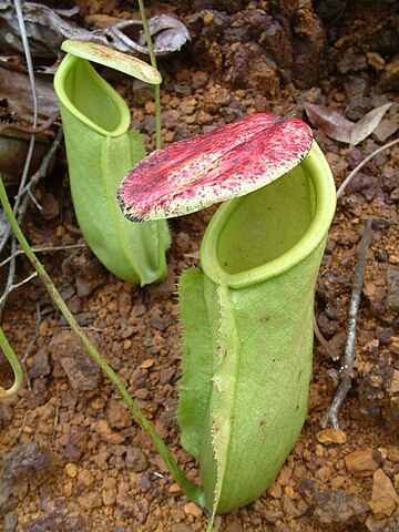 Nepenthes neoguineensis