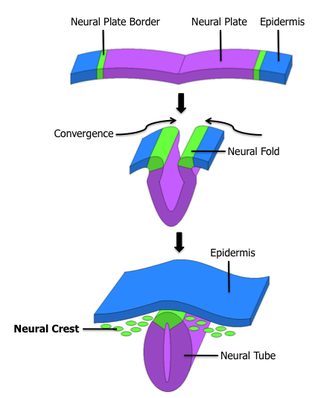 Development of the nervous system. The glomus type I cells of the carotid body are derived from the neural crest and can be seen in green. Neural Crest.png