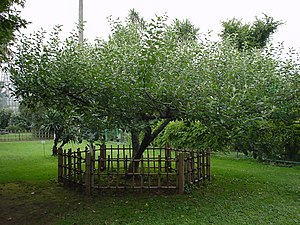 Newton's reflections that led him to his theories about gravity started when he saw an apple fall from a tree Newton's apple tree in the Botanical Gardens, the University of Tokyo.jpg