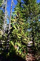 Young tree in North Cascades National Park.