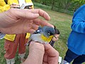 Thumbnail for File:NorthernParula in EdenMD03.jpg