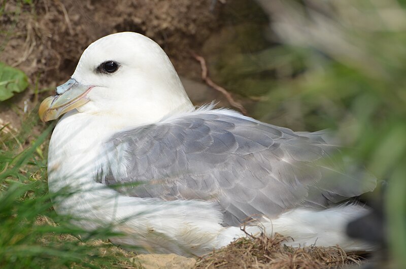 File:Northern Fulmar, Finstown, Orkney.JPG