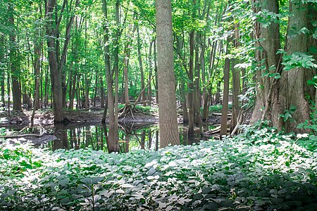 Norton Indian Mounds