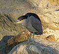 Nycticorax nycticorax black-capped night heron U, Y