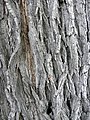 Bark of var. italica