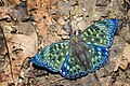 "Open_wing_mud_puddling_behaviour_of_Dichorragia_nesimachus_(Doyère,_1840)_-_Constable.jpg" by User:ManaskaMukhopadhyay