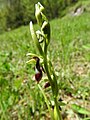 Ophrys insectifera Germany - Mosbach