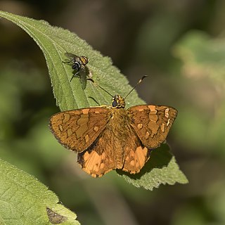 <i>Celaenorrhinus galenus</i> Species of butterfly