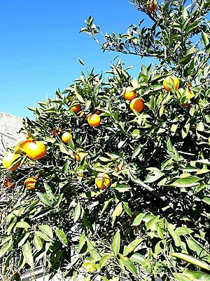 Orange tree in hepron.jpg