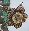 Květ Orbea variegata