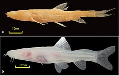 Description de l'image Oreonectes daqikongensis.jpg.