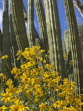 Organ Pipe Cactus with Spring Daisy in the Organ Pipe Cactus National Monument, Ajo, Arizona.
