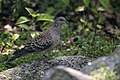 Oriental Turtle-Dove Streptopelia orientalis JEG8791 a.jpg