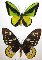 Gambar mini seharga Ornithoptera goliath