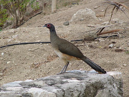 Resultado de imagen para chachalaca palida