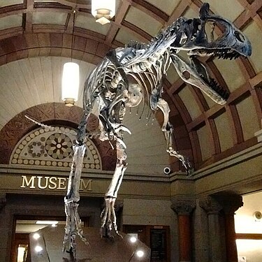 Cryolophosaurus replica at the Orton Geological Museum, Ohio State University