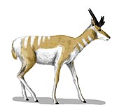 Life restoration of the Miocene pronghorn Osbornoceros Osbornoceros osborni.jpg