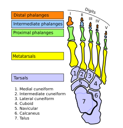 Sağ ayağın sümükləri. Dorsal səth. Birinci metatarsal sümük ən solda sarı rəngdə göstərilir