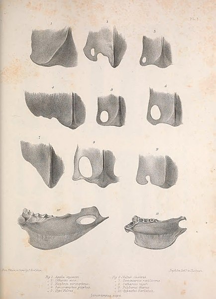 File:Osteologia avium, or, A sketch of the osteology of birds (pl. 1) (8509480037).jpg