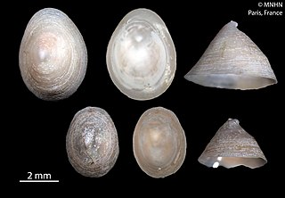 <span class="mw-page-title-main">Osteopeltidae</span> Family of gastropods