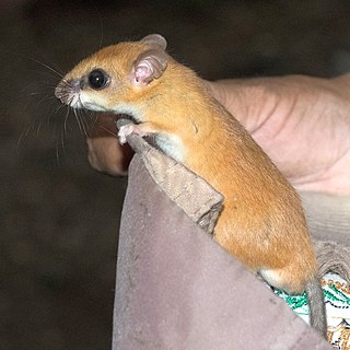 <span class="mw-page-title-main">Hatt's vesper rat</span> Species of rodent in the family Cricetidae