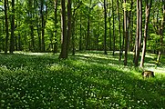 Čeština: Přírodní rezervace Horní louky, okres Uherské Hradiště