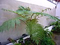 Australian tree fern, lacy tree fern, scaly tree fern, or Cooper's tree fern