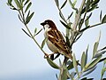 * Nomination A sparrow on an olive tree in spring 2020.--PROPOLI87 10:25, 19 April 2020 (UTC) * Decline  Oppose Despite the nice composition and the well staged bird, the main motif is unfortunately not in focus. --Superbass 15:35, 19 April 2020 (UTC)